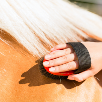 Pferdepflege & Gesundheit